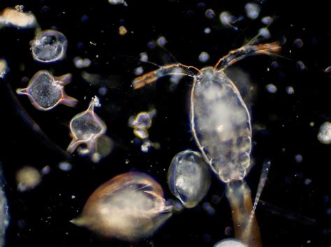 powerful marine phytoplankton benefits   health nifty wellness
