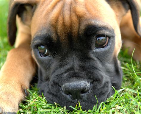 boxer dog breed guide learn   boxer dog