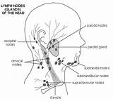 Lymph Nodes Neck Head Lymphatic Lump Anatomy Lymphadenopathy Diagram System Drainage Body Face Lumps Swollen Gland Approach Cervical Node Glands sketch template