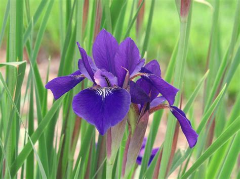 siberian iris iris sibirica caesar s brother