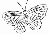 Kupu Mewarnai Schmetterling Ausdrucken Alamendah Sketsa Bunga Diwarnai Menggambar Penuh Ukuran Dipublikasikan Piksel sketch template