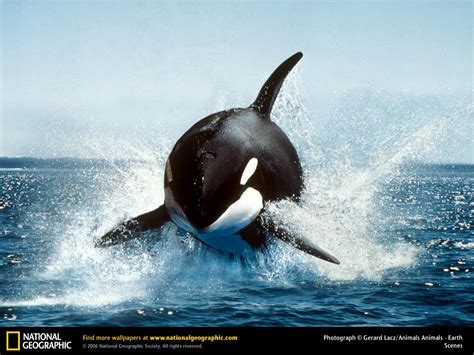 killer killer whales blogging  animal behaviour