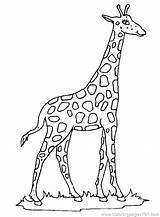 Coloring Pages Giraffe Cartoon Getcolorings sketch template