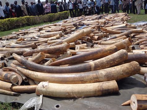ivory trade    items worth million sold  craigslist