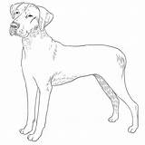 Ridgeback Rhodesian Dog Drawing Breeds sketch template