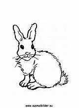 Hase Hasen Ausmalbilder Malvorlagen Tiere sketch template