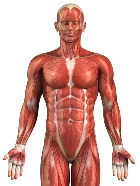 treat  strained muscle  pictures