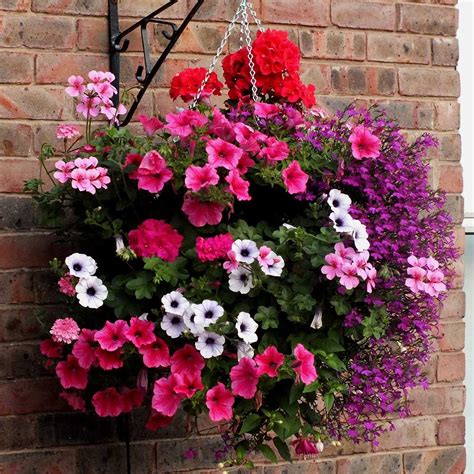 hanging basket plants mixed mirror garden offers