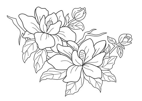 dogwood coloring page  getcoloringscom  printable colorings
