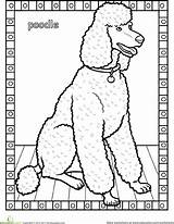 Poodle Pudel Poodles Ausmalen Hunde sketch template