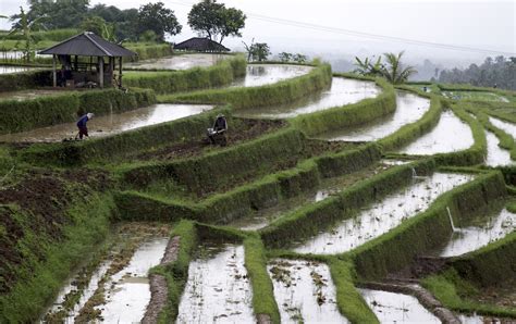 rice terraces  visit  bali claudia looi