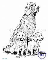 Setter Irish Pages Coloring Colouring Getcolorings Irlandes Printable Etsy Puppy sketch template