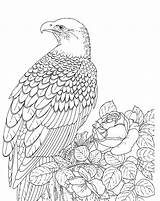 Coloring Pages Eagle Bald Printable Realistic Color Kids Falcon Adult Template Bird Sea Adults Print Outline Drawing Eagles Supercoloring Sheet sketch template