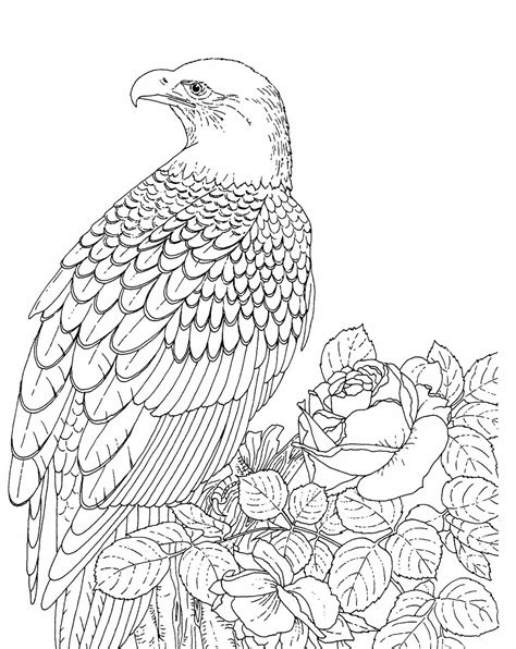 bald eagle outline drawing  getdrawings