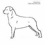 Coloring Rottweiler Pages Color Standing Designlooter Drawings Index Back Dog sketch template
