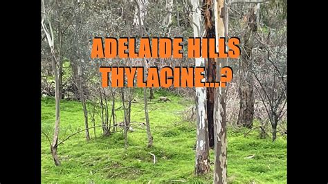 thylacine sighting 13 08 22 adelaide hills south australia youtube
