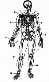 Skeleton Human Outline Coloring Diagram Without Labels Clipart Body Skeletal System Printable Gutenberg Pages Simple Popular Clipartmag Webstockreview Coloringhome sketch template