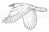 Drawing Draw Ravens Flying Bird Drawings Realistic Crows Easy Step Wings Guide Choose Board Cute sketch template