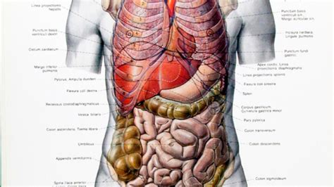 sistema digerente anatomia microscopica schemi  anatomia umana