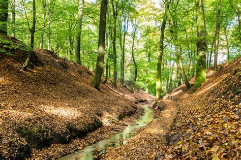 mooiste bossen  nederland voor een vakantie wereldreizigersclub