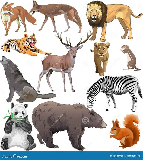 wild animals royalty  stock image image