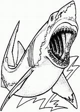 Shark Coloring Pages Megalodon Great Drawing Printable Colouring Kids Color Realistic Hungry Print Adults Sharks Clipart Sharknado Template Getcolorings Getdrawings sketch template