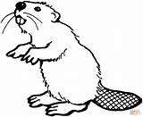 Beaver Coloring Printable American Pages Drawing Color Visit Beavers sketch template