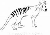 Tiger Tasmanian Draw Drawing Step Animals Wild Learn Tutorials Thylacine Getdrawings Drawingtutorials101 sketch template