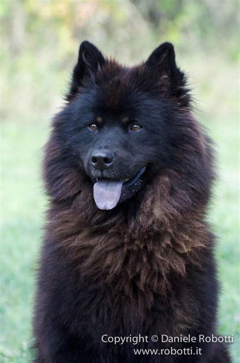 eurasier tumblr black dogs breeds pretty dogs dog anatomy