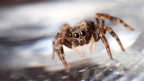 Itsy Bitsy Spider Wants To Shag Brits Warned Of Invasion Of Sex