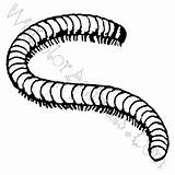Millipede Centipede sketch template