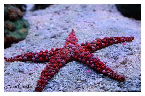 beginner topic  starfish  sea stars  cool reefreef
