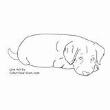 Coloring Labrador Puppy Retriever Lab Dog Pages Color Chocolate Puppies Own Drawings Index Back Line Designlooter Inkspired Musings Template Answer sketch template