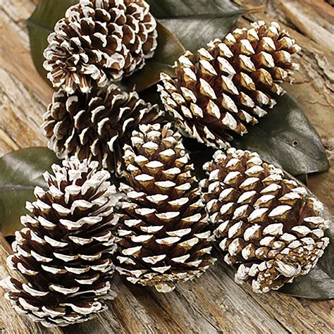 medium white tipped pine cone kittelberger wholesale florist webster rochester