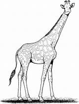 Giraffe Coloring Pages Animals sketch template