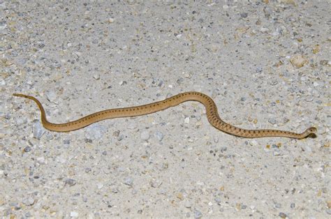 florida brown snake flickr photo sharing