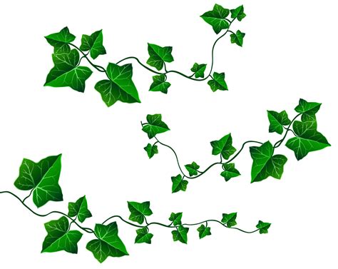 vine leaves clipart   cliparts  images  clipground