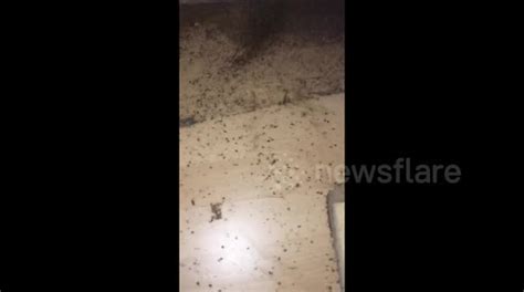 The Worst Bed Bug Infestation You Will Ever See Buy Sell Or Upload