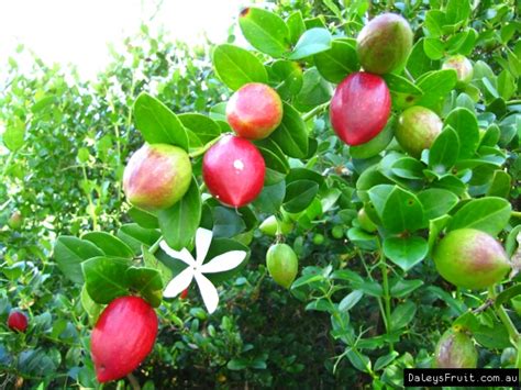 buy natal plum fruit trees  australia carissa grandiflora