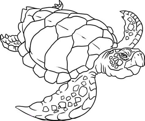 easy turtle coloring pages  preschoolers iz