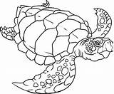 Coloring Turtle Sea Pages Printable Turtles Drawing Print Preschoolers Kids Easy Loggerhead Detailed Colouring Color Realistic Snapping Zoo Sheets Ocean sketch template
