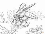 Bees Colorare Disegni Realiste Abeille Geante Kleurplaten Gigante Reuzen Honingbij Kleurplaat Sketch Disegnare sketch template