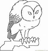 Coloring Owl Horned Pages Great Popular sketch template