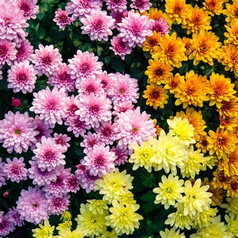 chrysanthemum  thriftyfun