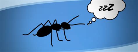 nolen pest control   ants sleep  nolen canada