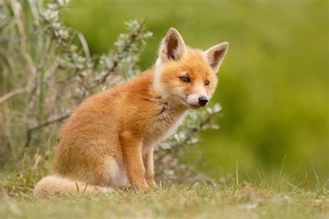 The New Kit Curious Red Fox Cub Photograph By Roeselien