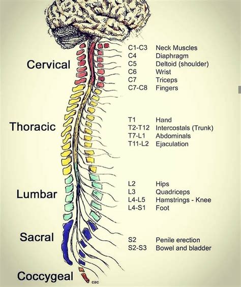 spinal cord anatomy ideas  anatomy anatomy  physiology  xxx