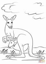 Kangaroo Baby Pouch Coloring Cute Pages Joey Kangaroos Supercoloring Drawing Red Animals sketch template