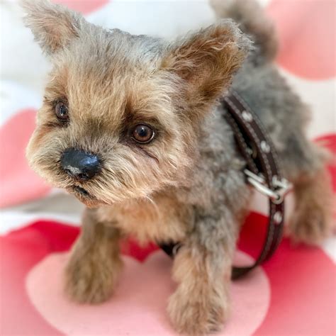 small yorkie dog realistic stuffed puppy toy replica pet etsy