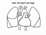 Cardiovascular Lungs Worksheeto Lung sketch template